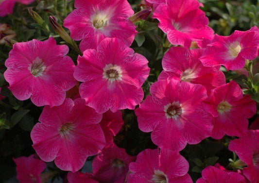 Petunia Veranda Hot Pink - View 1 from www redcrocus com