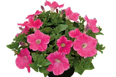 Petunia Veranda Hot Pink - View 2 from www redcrocus com