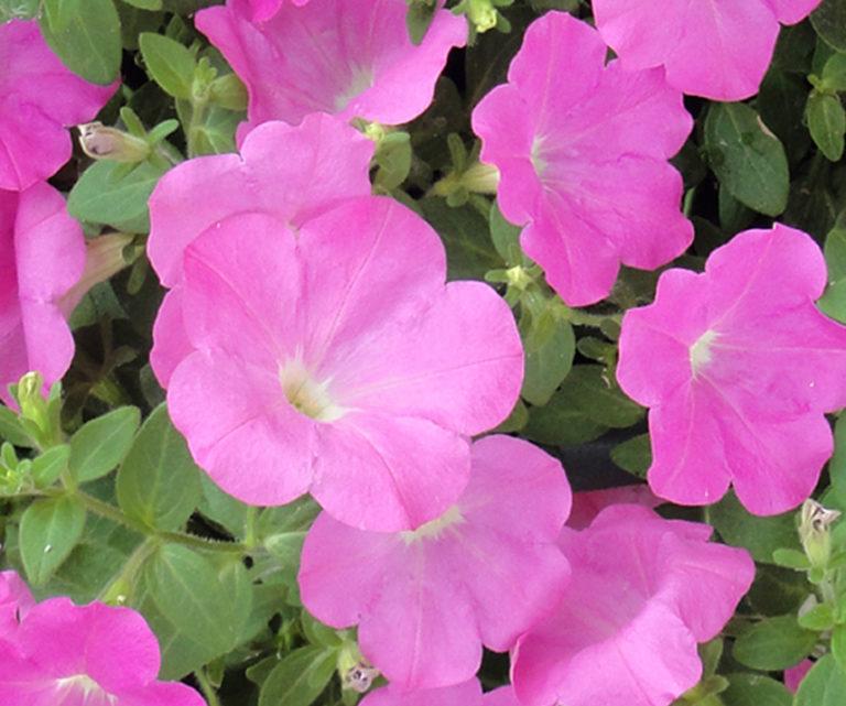 Petunia Veranda Hot Pink - View 4 from www redcrocus com