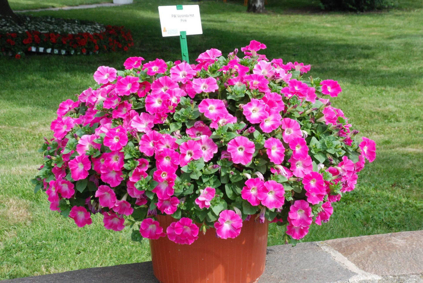 Petunia Veranda Hot Pink - View 7 from www redcrocus com