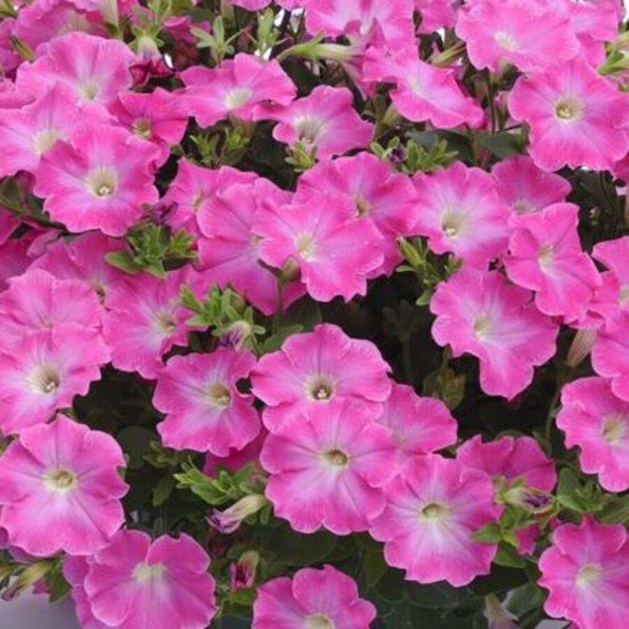 Petunia Veranda Hot Pink - View 8 from www redcrocus com