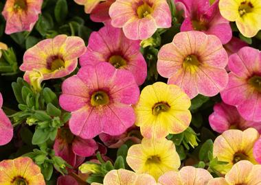 Calibrachoa Ombre Pink - View 10 from www redcrocus com