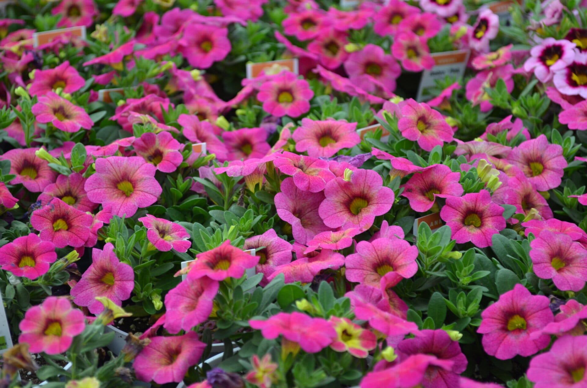 Calibrachoa Ombre Pink - View 11 from www redcrocus com