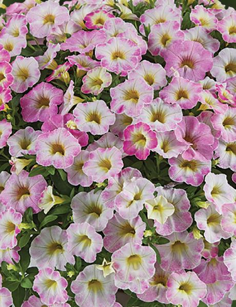 Calibrachoa Ombre Pink - View 12 from www redcrocus com