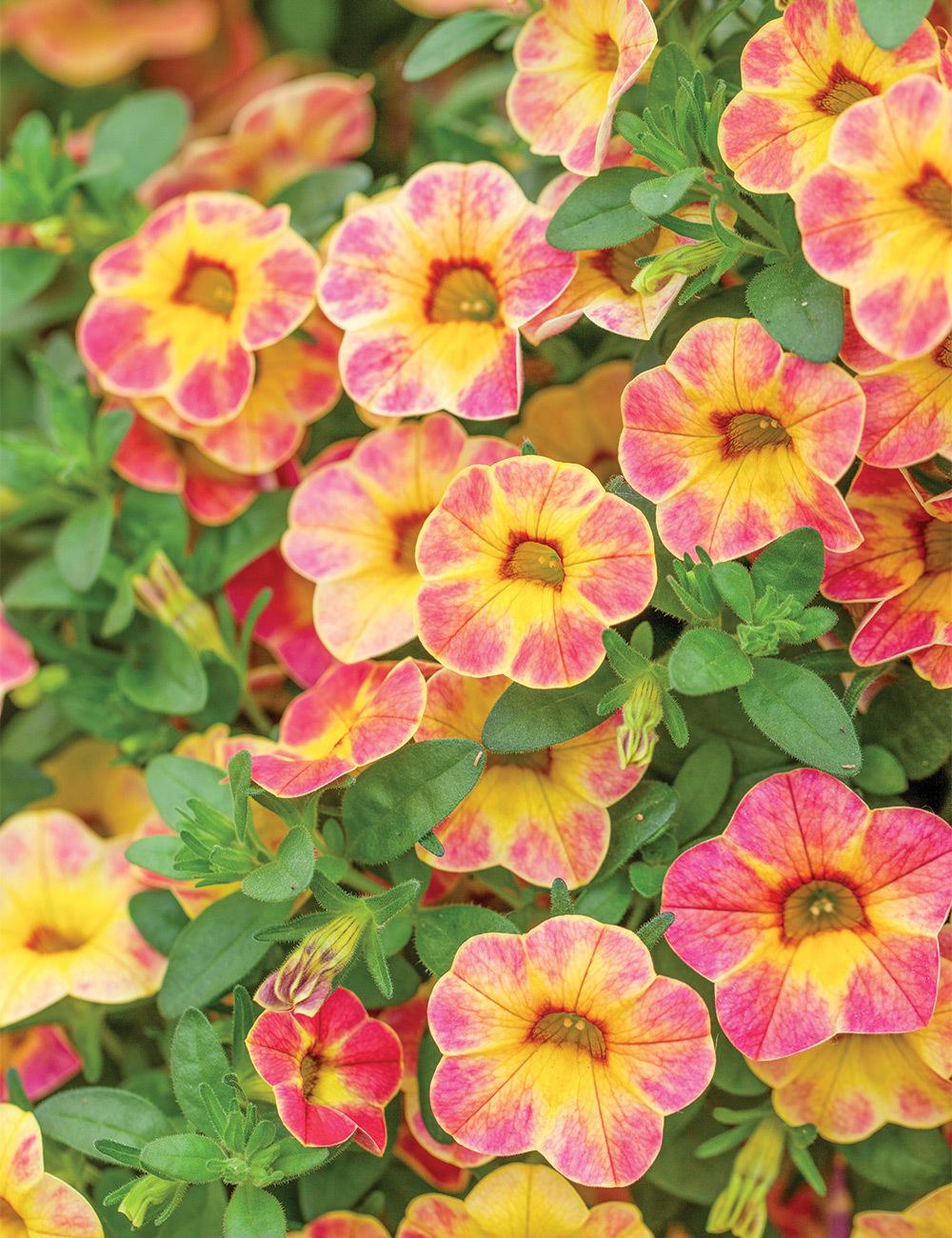 Calibrachoa Ombre Pink - View 14 from www redcrocus com