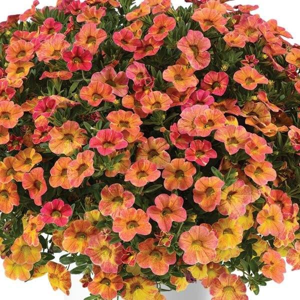 Calibrachoa Ombre Pink - View 15 from www redcrocus com