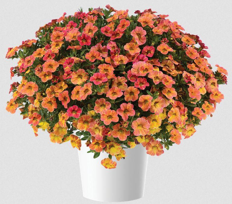 Calibrachoa Ombre Pink - View 16 from www redcrocus com