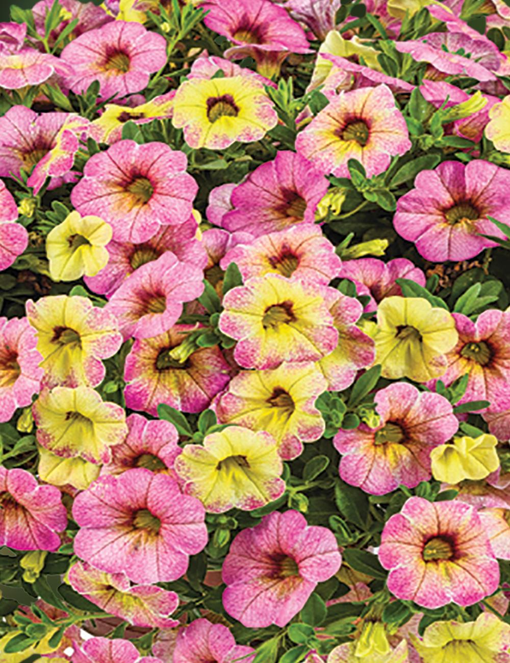 Calibrachoa Ombre Pink - View 1 from www redcrocus com