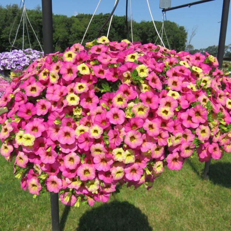 Calibrachoa Ombre Pink - View 2 from www redcrocus com