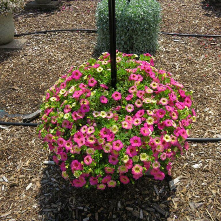Calibrachoa Ombre Pink - View 3 from www redcrocus com