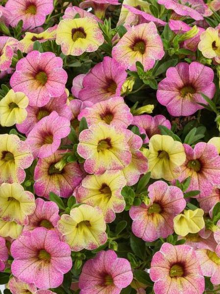 Calibrachoa Ombre Pink - View 4 from www redcrocus com