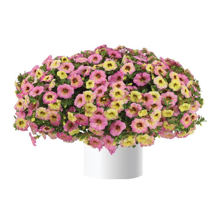 Calibrachoa Ombre Pink - View 5 from www redcrocus com