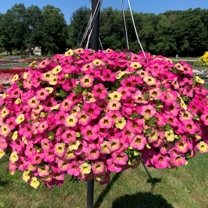 Calibrachoa Ombre Pink - View 7 from www redcrocus com