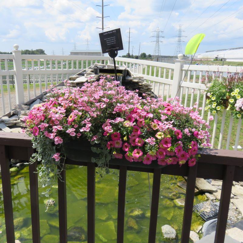 Calibrachoa Ombre Pink - View 8 from www redcrocus com