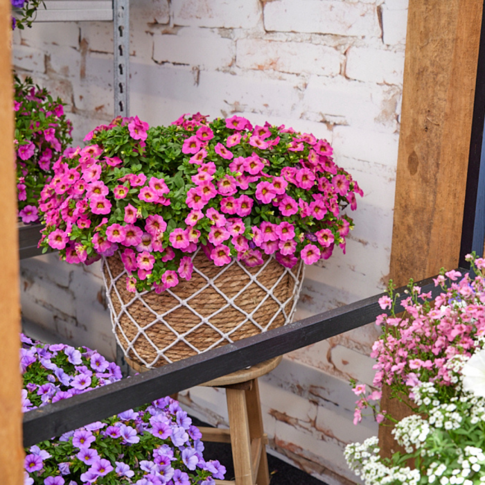 Calibrachoa Ombre Pink - View 8 from www redcrocus com