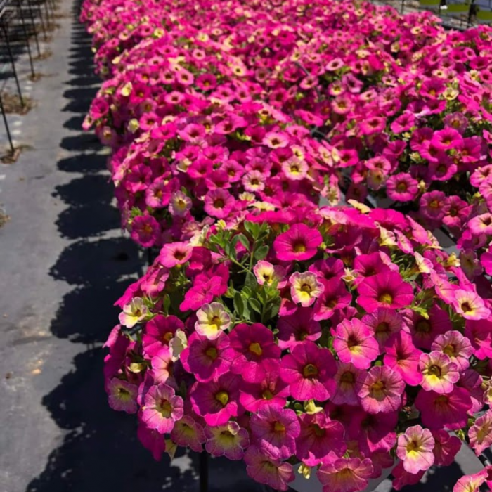 Calibrachoa Ombre Pink - View 9 from www redcrocus com