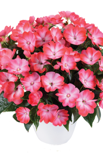 New Guinea Impatiens Harmony Colorfall Neon Red - View 12 from www redcrocus com