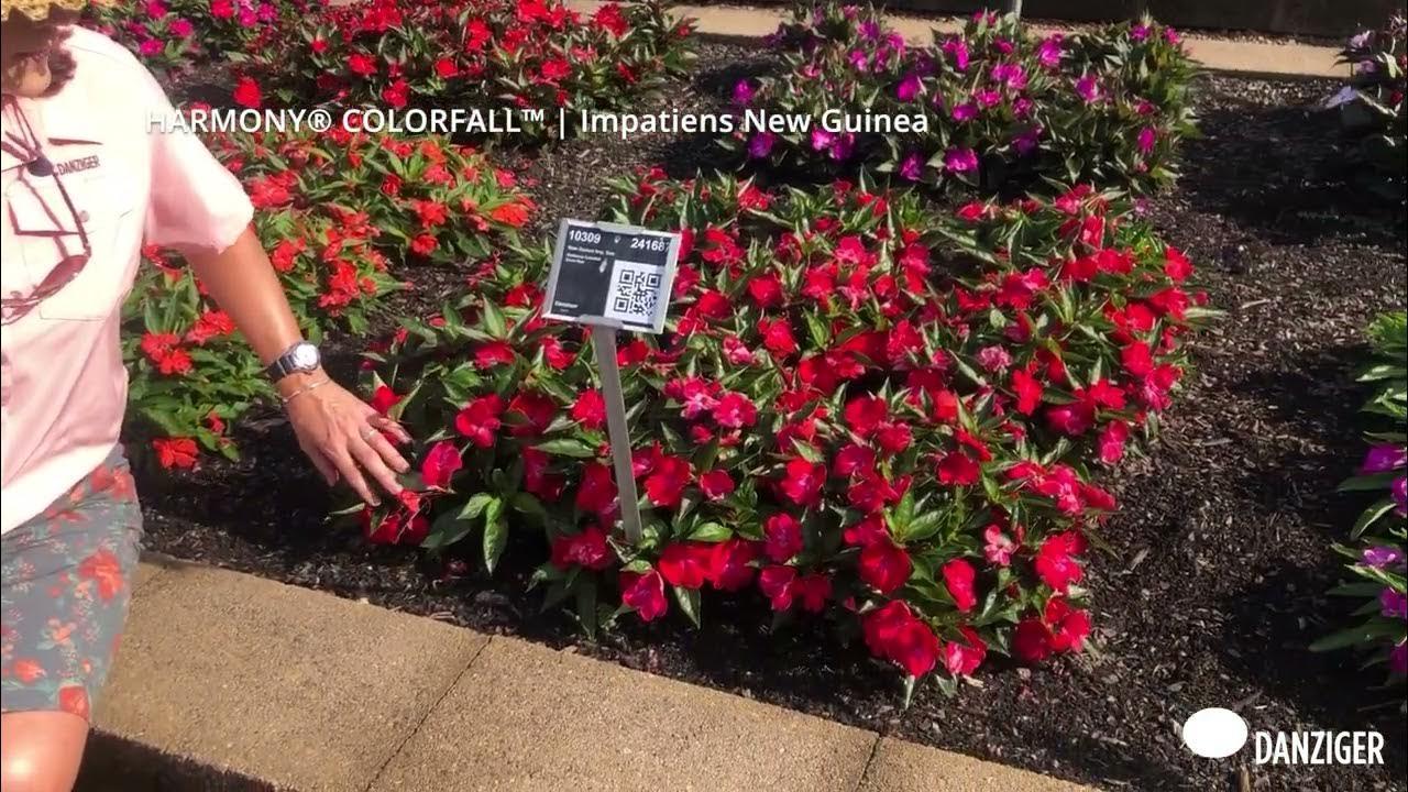 New Guinea Impatiens Harmony Colorfall Neon Red - View 12 from www redcrocus com