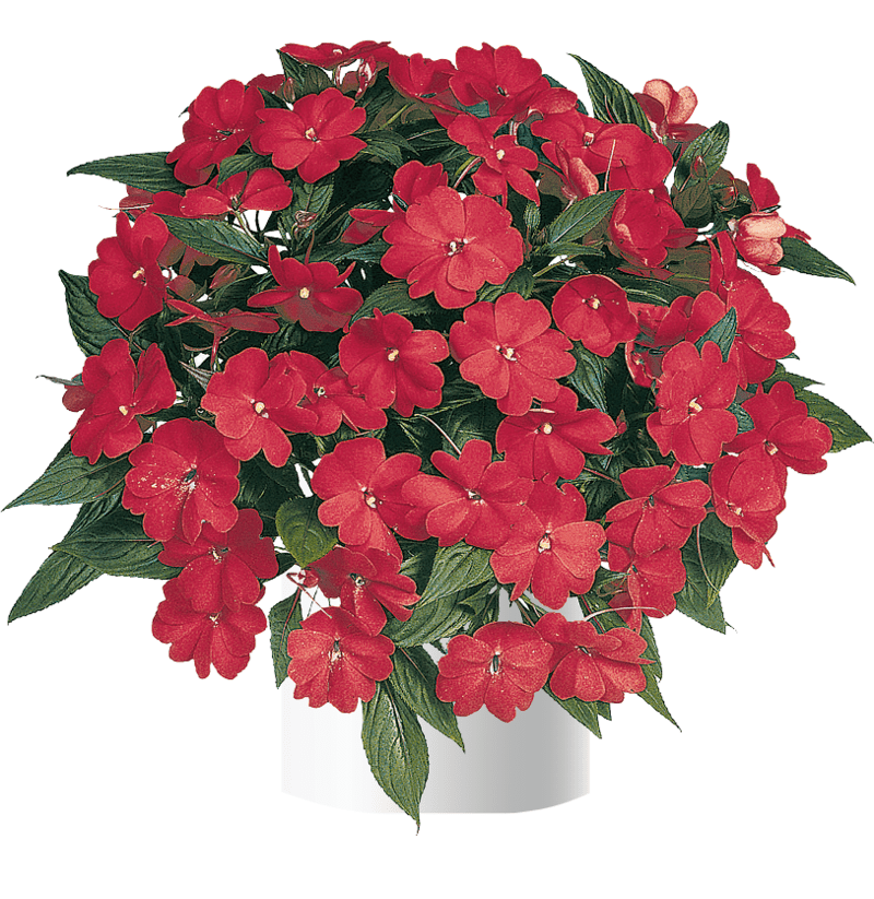 New Guinea Impatiens Harmony Colorfall Neon Red - View 15 from www redcrocus com
