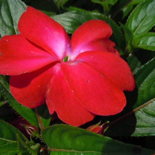 New Guinea Impatiens Harmony Colorfall Neon Red - View 1 from www redcrocus com