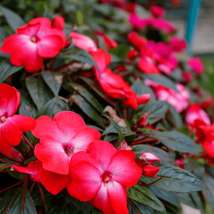 New Guinea Impatiens Harmony Colorfall Neon Red - View 8 from www redcrocus com