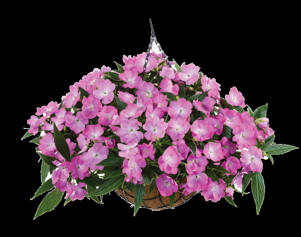 New Guinea Impatiens Harmony Colorfall Neon Red - View 9 from www redcrocus com