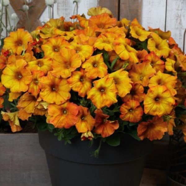 Petchoa Supercal Premium Sunset Orange - View 15 from www redcrocus com