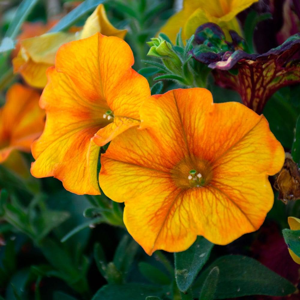 Petchoa Supercal Premium Sunset Orange - View 3 from www redcrocus com