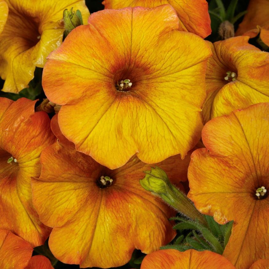 Petchoa Supercal Premium Sunset Orange - View 4 from www redcrocus com