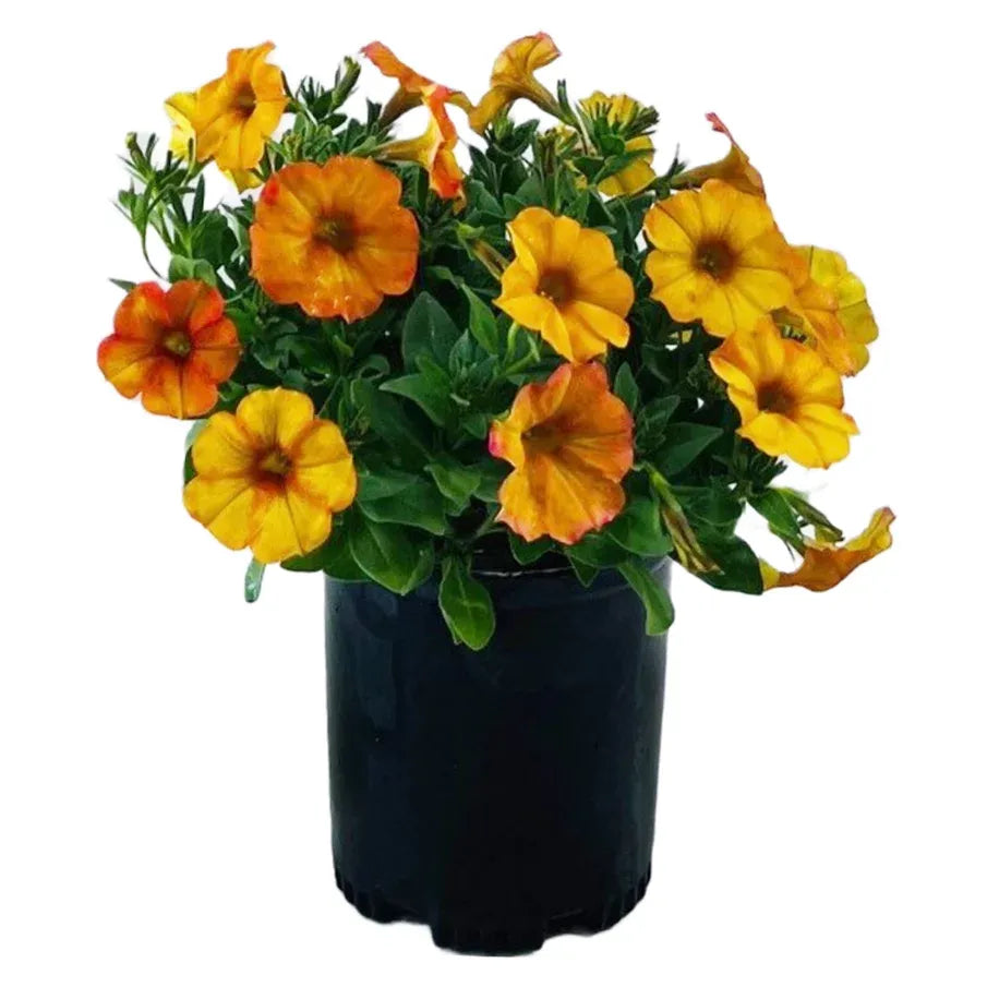 Petchoa Supercal Premium Sunset Orange - View 6 from www redcrocus com
