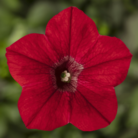 Petunia Dekko Sky Blue - View 11 from www redcrocus com