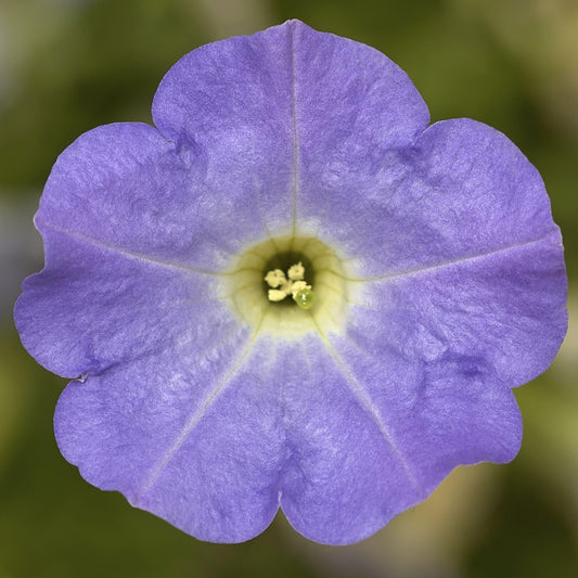 Petunia Dekko Sky Blue - View 1 from www redcrocus com