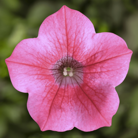 Petunia Dekko Sky Blue - View 9 from www redcrocus com