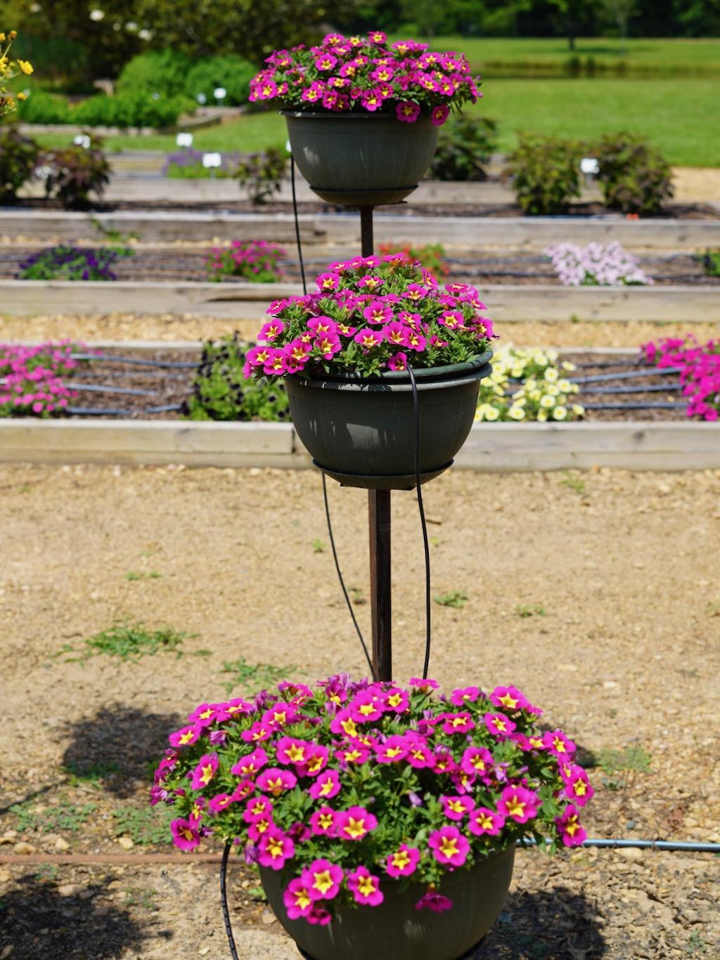 Calibrachoa Bumble Bee Hot Pink - View 11 from www redcrocus com