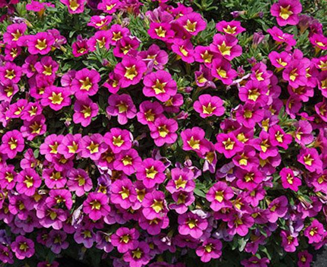 Calibrachoa Bumble Bee Hot Pink - View 12 from www redcrocus com