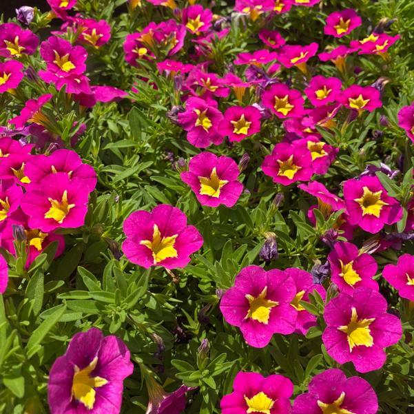 Calibrachoa Bumble Bee Hot Pink - View 13 from www redcrocus com