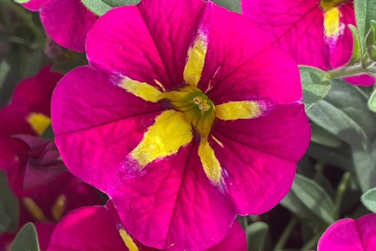 Calibrachoa Bumble Bee Hot Pink - View 14 from www redcrocus com