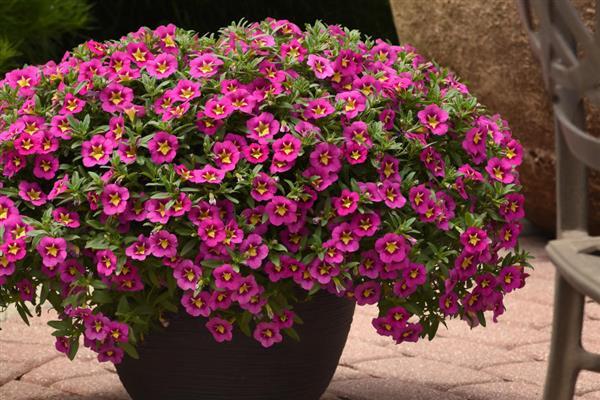 Calibrachoa Bumble Bee Hot Pink - View 18 from www redcrocus com
