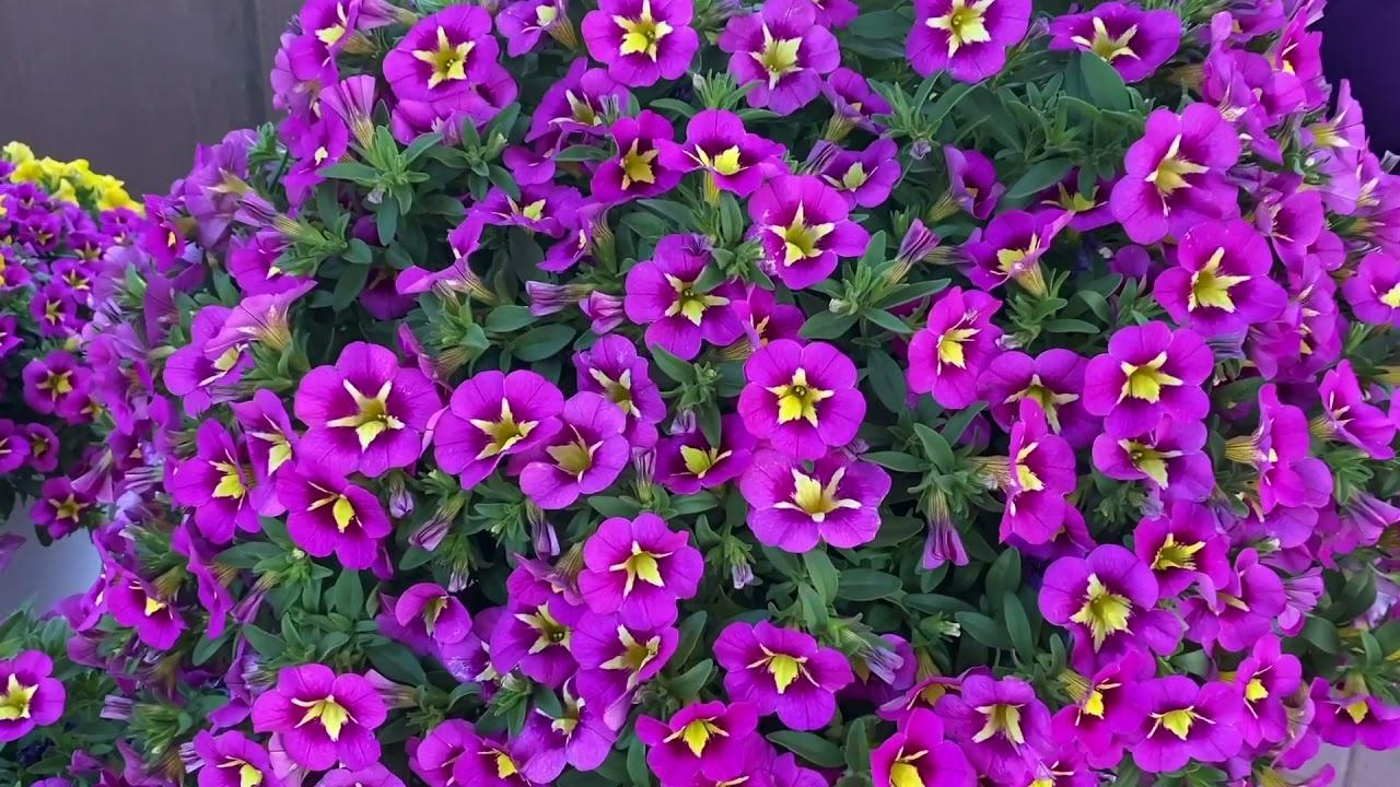 Calibrachoa Bumble Bee Hot Pink - View 19 from www redcrocus com