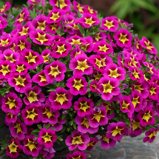 Calibrachoa Bumble Bee Hot Pink - View 1 from www redcrocus com