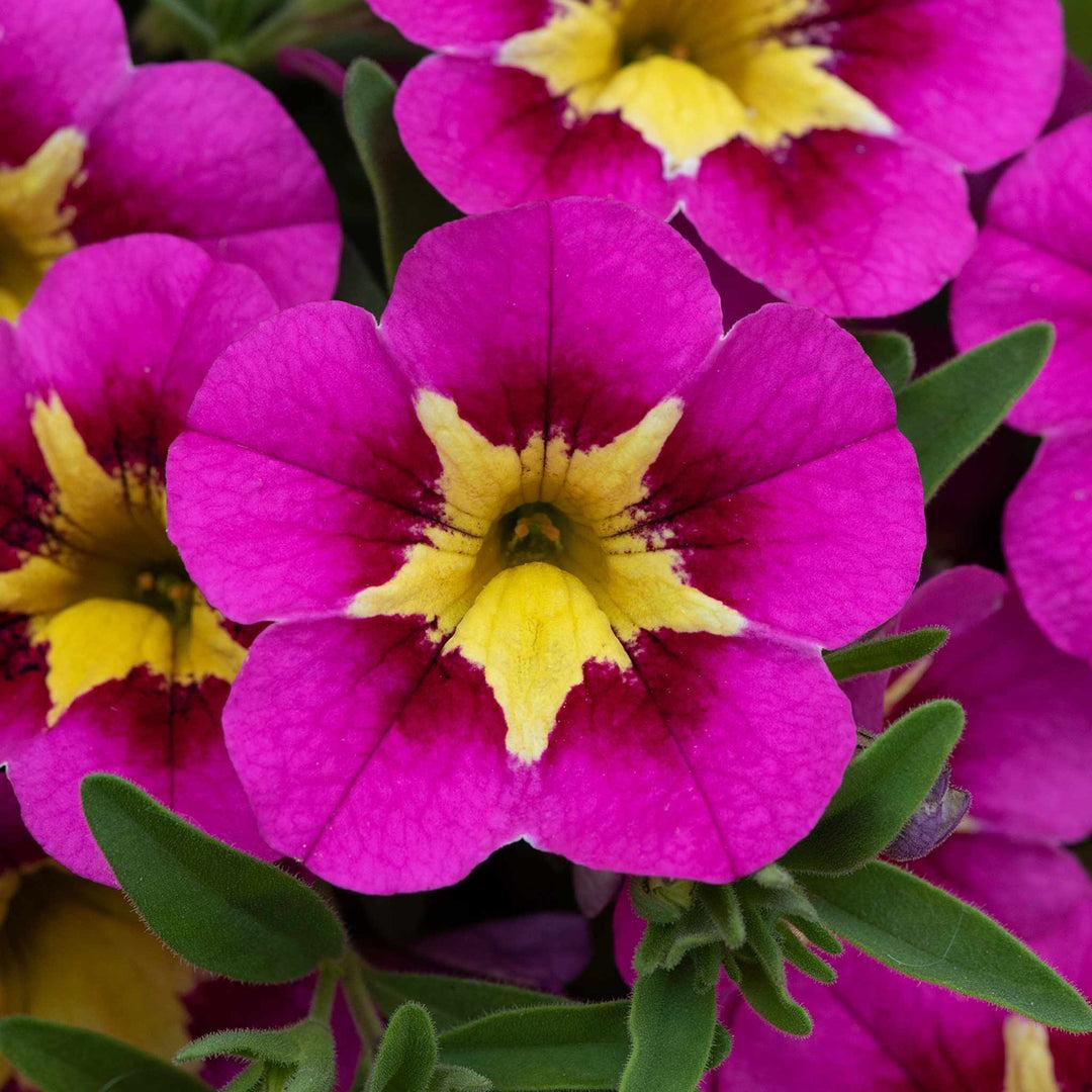Calibrachoa Bumble Bee Hot Pink - View 2 from www redcrocus com