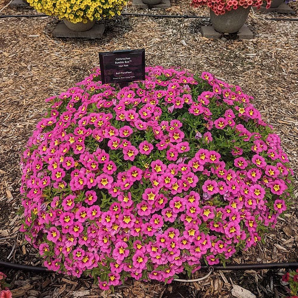 Calibrachoa Bumble Bee Hot Pink - View 5 from www redcrocus com