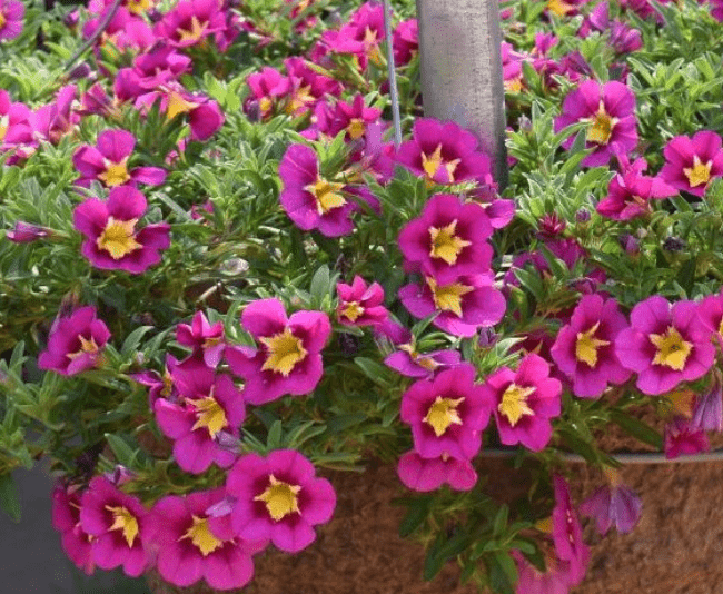 Calibrachoa Bumble Bee Hot Pink - View 7 from www redcrocus com