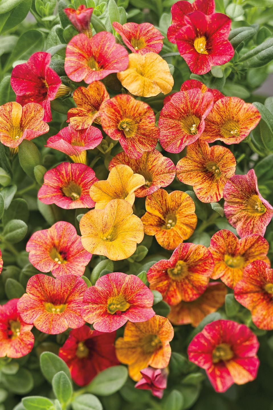 Calibrachoa Ombre Sunrise - View 10 from www redcrocus com