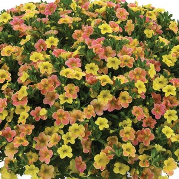 Calibrachoa Ombre Sunrise - View 11 from www redcrocus com
