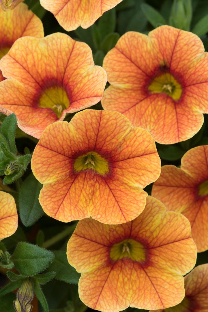 Calibrachoa Ombre Sunrise - View 12 from www redcrocus com