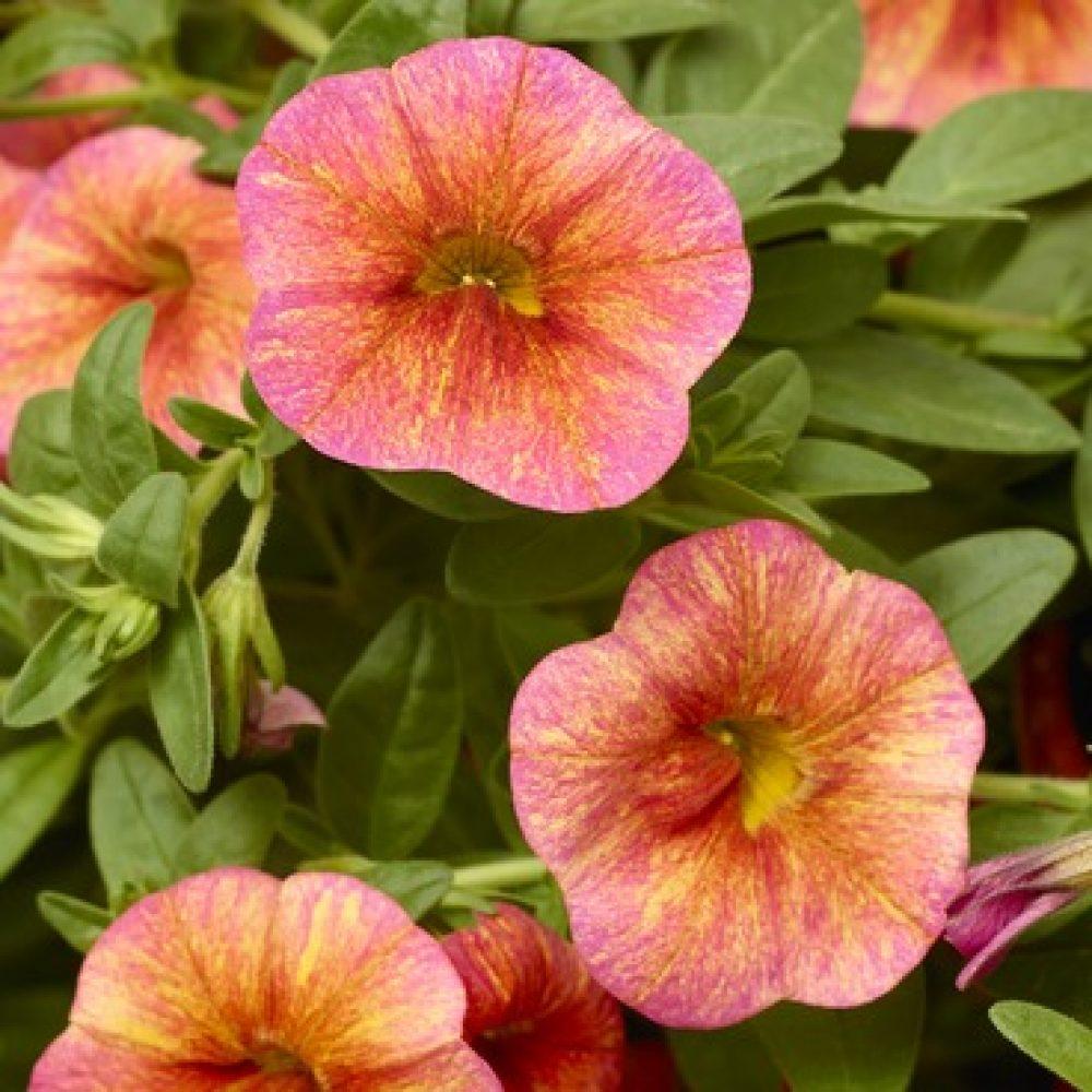 Calibrachoa Ombre Sunrise - View 13 from www redcrocus com