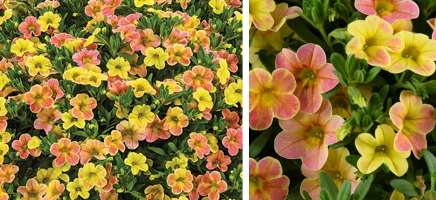 Calibrachoa Ombre Sunrise - View 14 from www redcrocus com