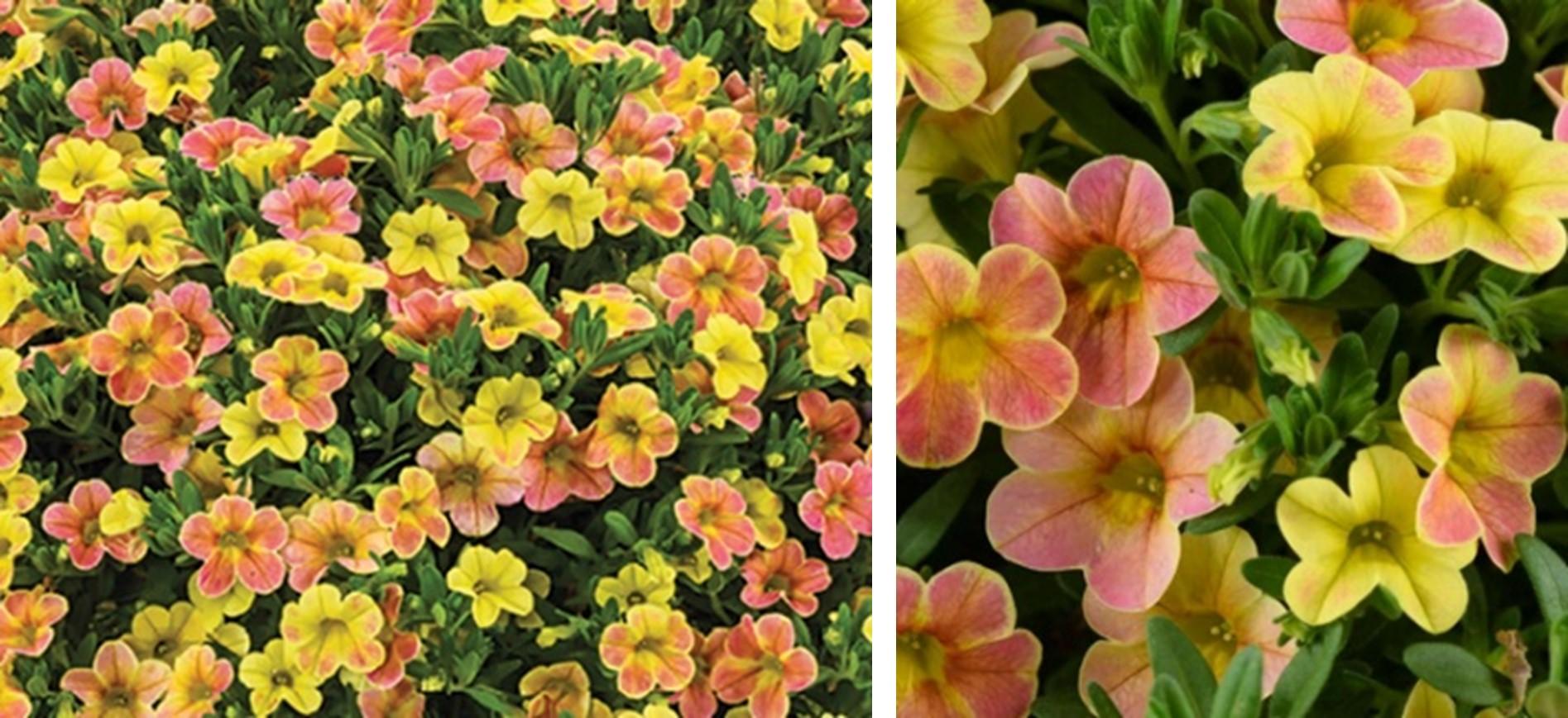 Calibrachoa Ombre Sunrise - View 14 from www redcrocus com
