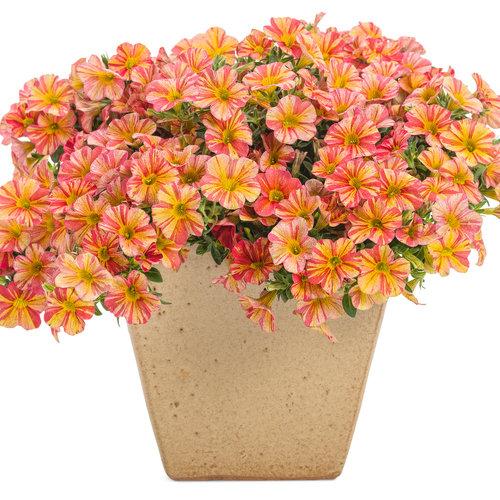 Calibrachoa Ombre Sunrise - View 15 from www redcrocus com